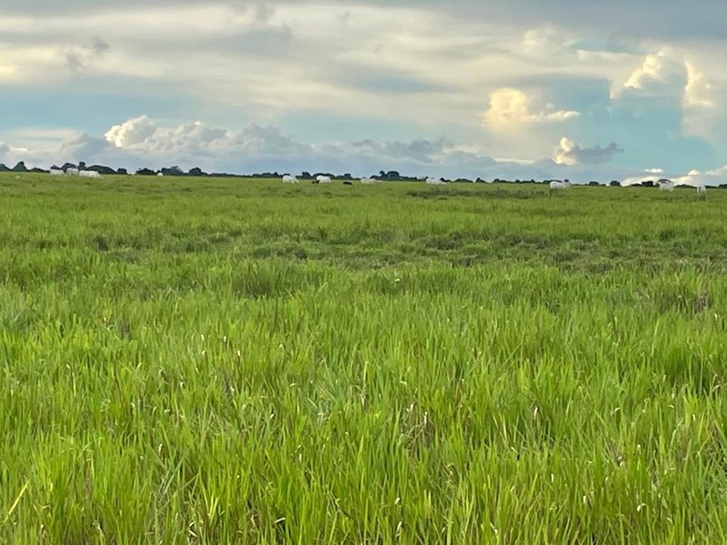 FAZENDA COM 17.125 HECTARES EM ARAGUAIA, TO - ARAGUAINA - 