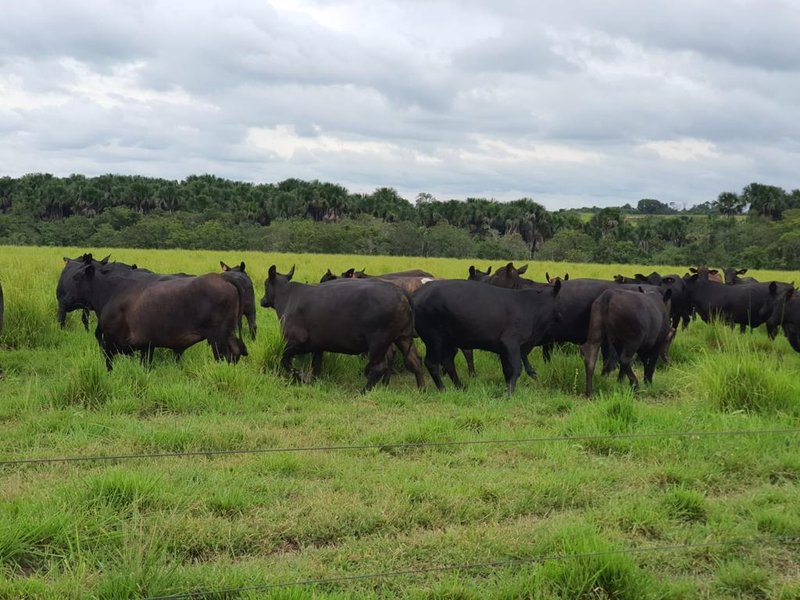 FAZENDA COM 17.125 HECTARES EM ARAGUAIA, TO - ARAGUAINA - 