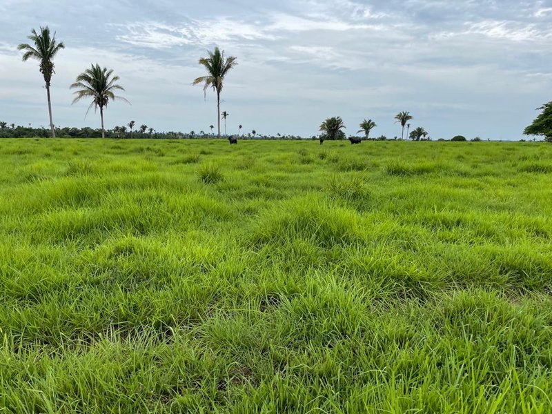 FAZENDA COM 17.125 HECTARES EM ARAGUAIA, TO - ARAGUAINA - 