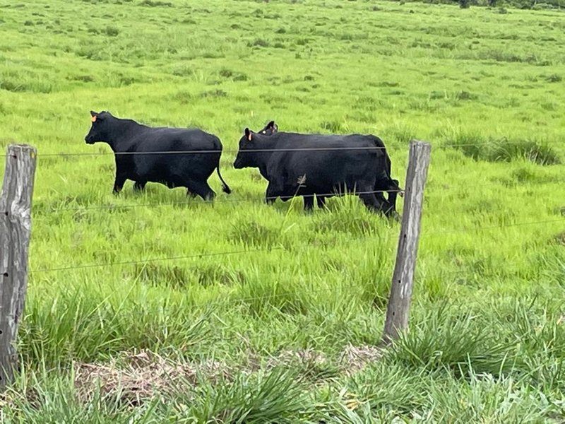FAZENDA COM 17.125 HECTARES EM ARAGUAIA, TO - ARAGUAINA - 