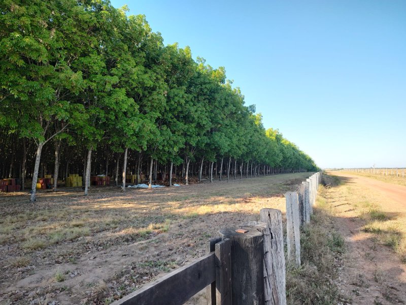 FAZENDA COM 17.125 HECTARES EM ARAGUAIA, TO - ARAGUAINA - 