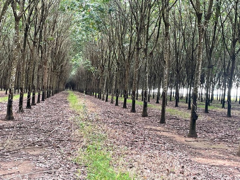 FAZENDA COM 17.125 HECTARES EM ARAGUAIA, TO - ARAGUAINA - 