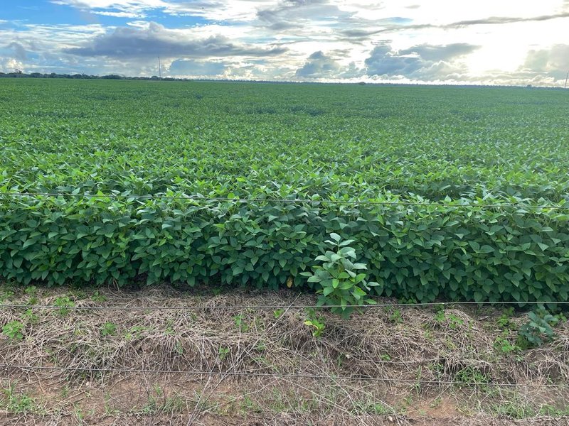 FAZENDA COM 17.125 HECTARES EM ARAGUAIA, TO - ARAGUAINA - 