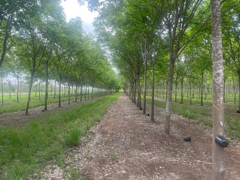 FAZENDA COM 17.125 HECTARES EM ARAGUAIA, TO - ARAGUAINA - 