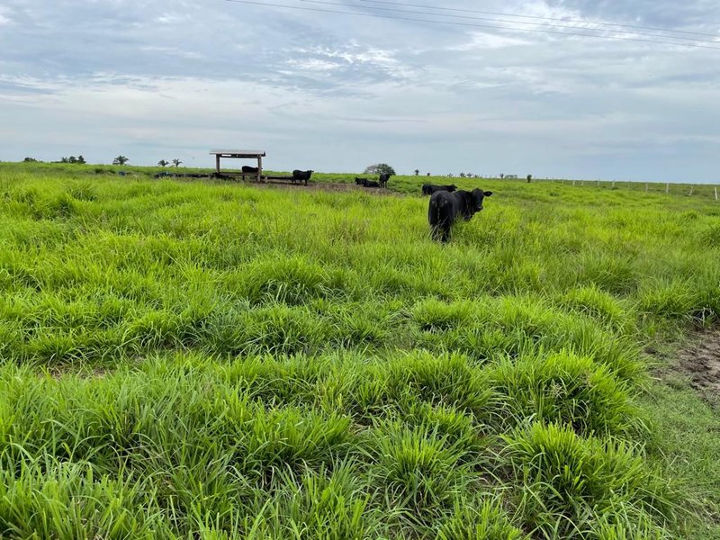 FAZENDA COM 17.125 HECTARES EM ARAGUAIA, TO - ARAGUAINA - 