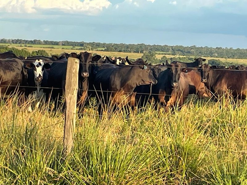 FAZENDA COM 17.125 HECTARES EM ARAGUAIA, TO - ARAGUAINA - 