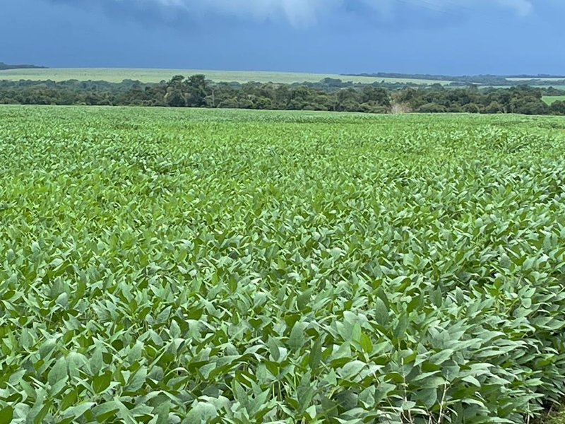 FAZENDA COM 17.125 HECTARES EM ARAGUAIA, TO - ARAGUAINA - 