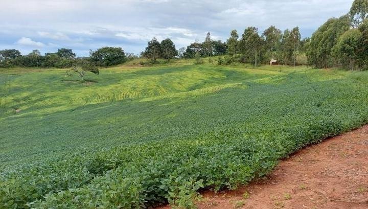 FAZENDA COM 178 HECTARES REGIÃO EM ARIUOCA, M.G - AIURUOCA - 