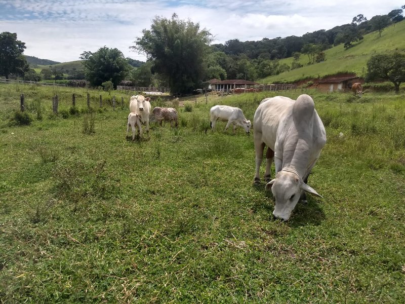 SÍTIO COM 17 ALQUEIRES EM LAGOINHA, S.P - LAGOINHA - 
