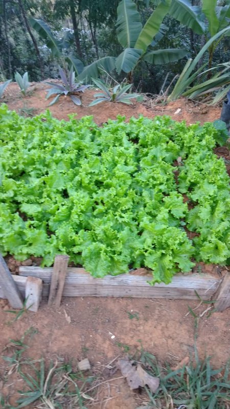 CHACARA COM 17.000 METROS EM MONTEIRO LOBATO - MONTEIRO LOBATO - 