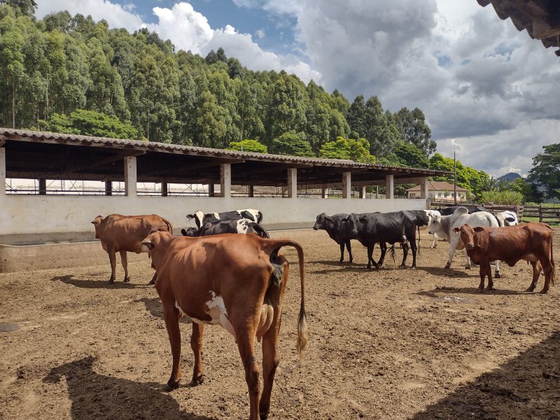 FAZENDA 450 HECTARES EM AIURUOCA - AIURUOCA - 