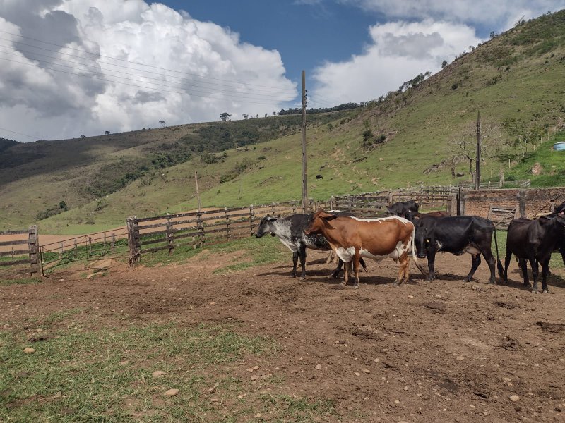 FAZENDA 450 HECTARES EM AIURUOCA - AIURUOCA - 