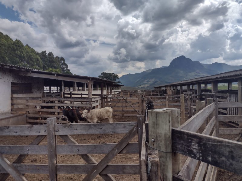 FAZENDA 450 HECTARES EM AIURUOCA - AIURUOCA - 