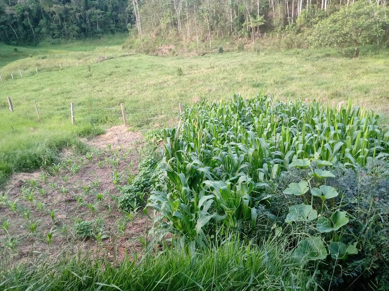 SITIO COM 5 ALQUIRES EM SÃO JOSE DOS CAMPOS SP - São José dos Campos - 
