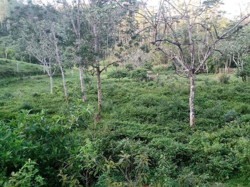 SITIO COM 5 ALQUIRES EM SÃO JOSE DOS CAMPOS SP - São José dos Campos - 