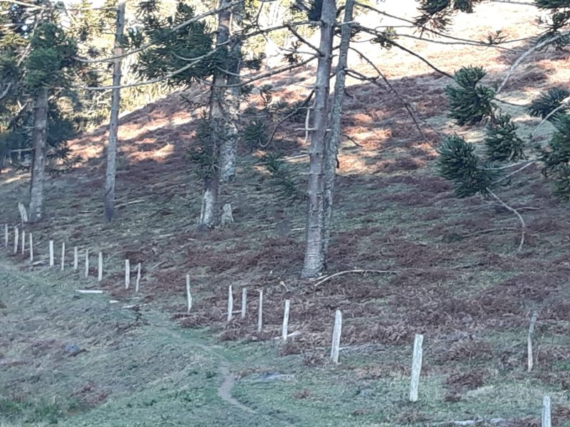 AREA RURAL COM 7 ALQUEIRES EM CUNHA SP - Cunha - 