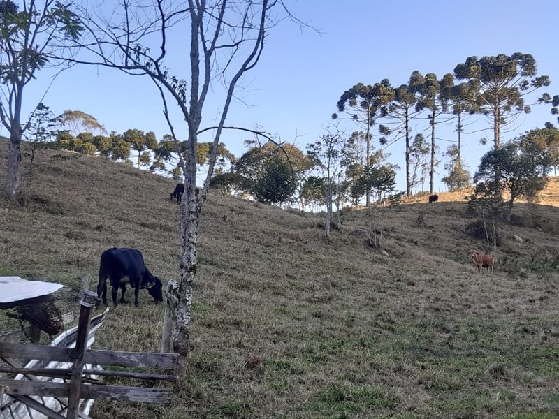 AREA RURAL COM 7 ALQUEIRES EM CUNHA SP - Cunha - 
