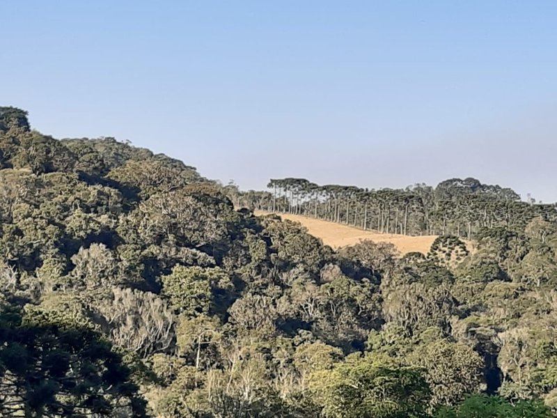 AREA RURAL COM 7 ALQUEIRES EM CUNHA SP - Cunha - 