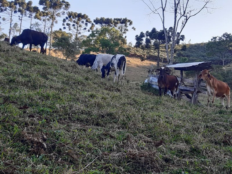 AREA RURAL COM 7 ALQUEIRES EM CUNHA SP - Cunha - 