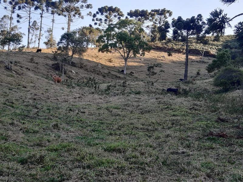 AREA RURAL COM 7 ALQUEIRES EM CUNHA SP - Cunha - 