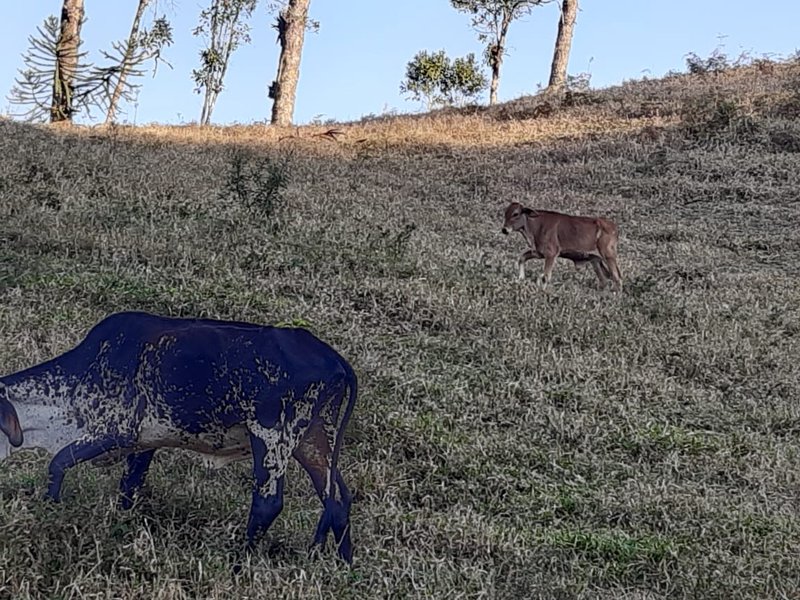 AREA RURAL COM 7 ALQUEIRES EM CUNHA SP - Cunha - 