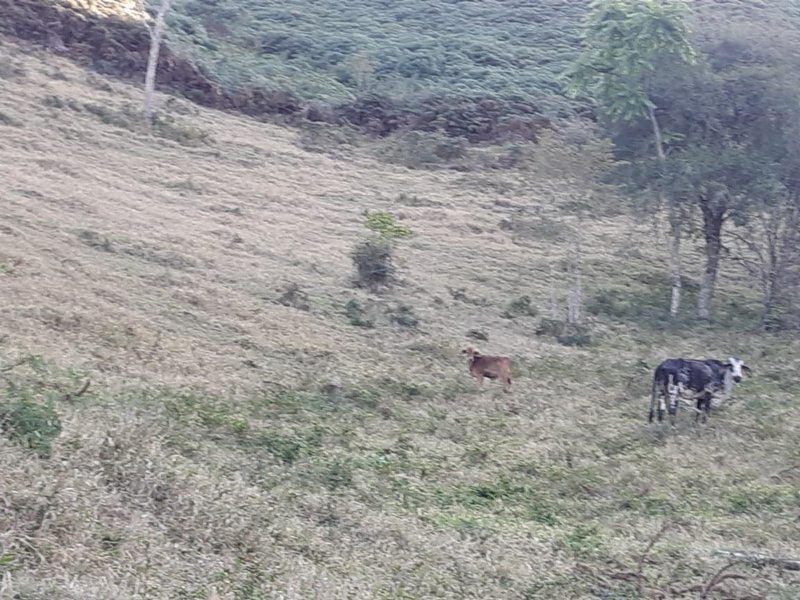 AREA RURAL COM 7 ALQUEIRES EM CUNHA SP - Cunha - 