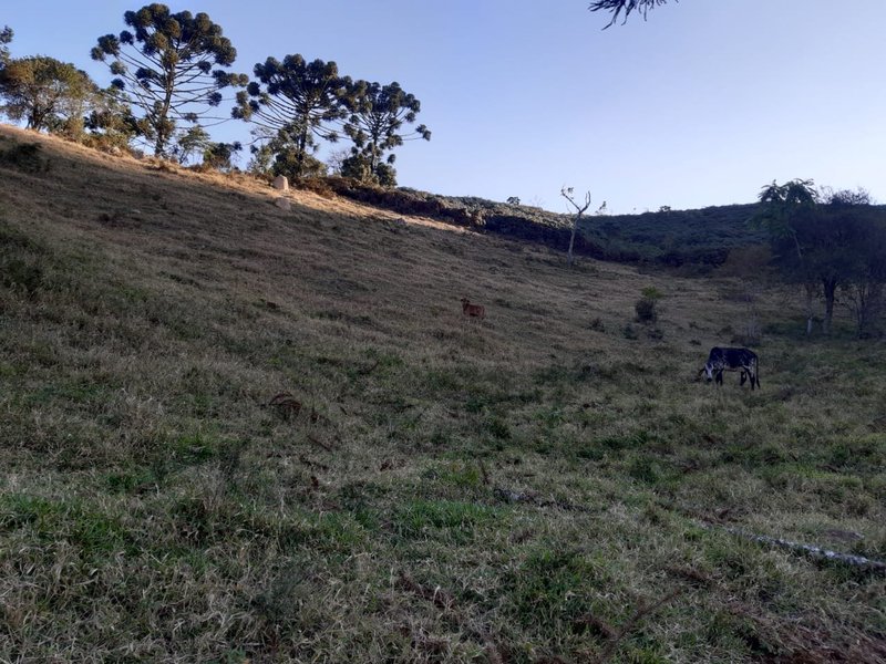 AREA RURAL COM 7 ALQUEIRES EM CUNHA SP - Cunha - 
