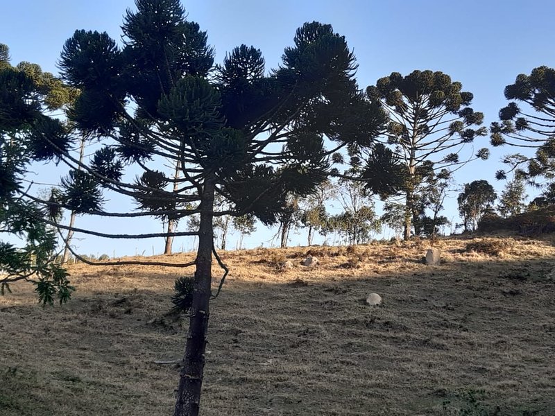 AREA RURAL COM 7 ALQUEIRES EM CUNHA SP - Cunha - 