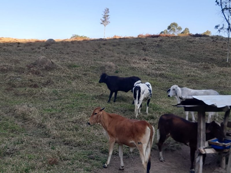 AREA RURAL COM 7 ALQUEIRES EM CUNHA SP - Cunha - 