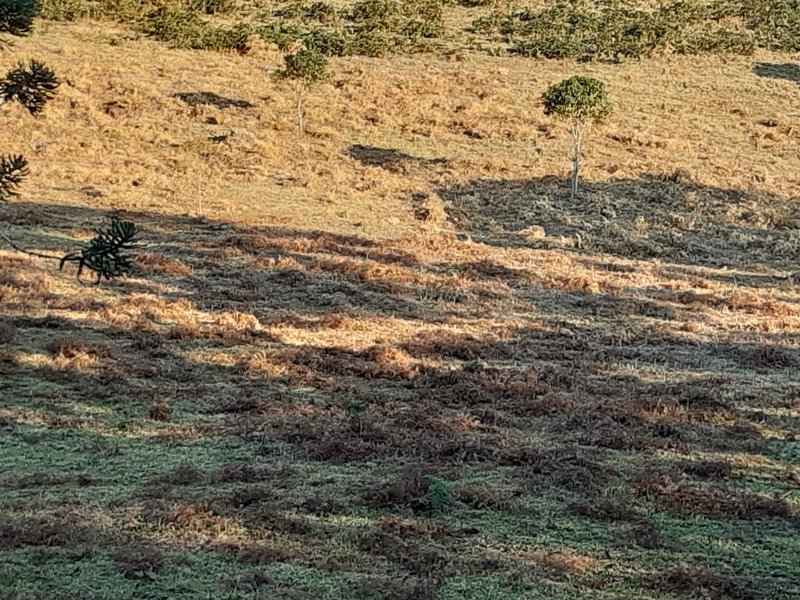 AREA RURAL COM 7 ALQUEIRES EM CUNHA SP - Cunha - 