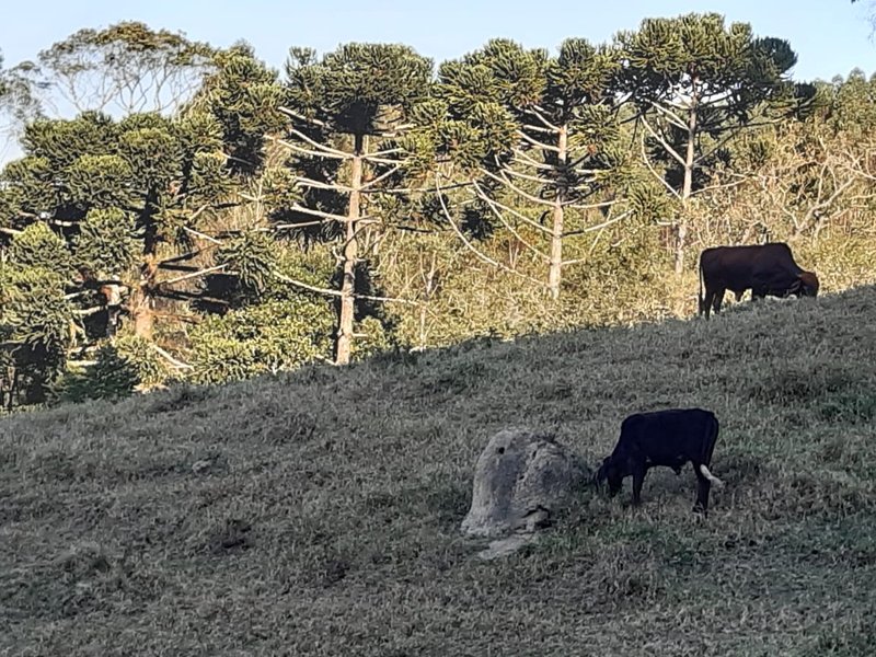 AREA RURAL COM 7 ALQUEIRES EM CUNHA SP - Cunha - 