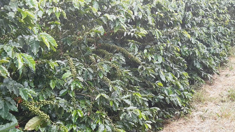 FAZENDA COM 21.75 ALQUEIRES NA REGIÃO DE SÃO GONSALO DO SAPUCAÍ, M.G - SAO GONCALO DO SAPUCAI - 