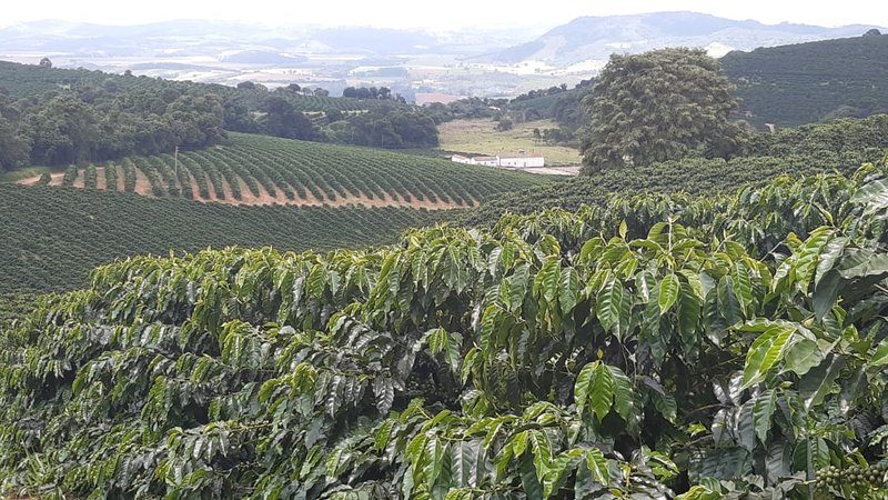 FAZENDA COM 21.75 ALQUEIRES NA REGIÃO DE SÃO GONSALO DO SAPUCAÍ, M.G - SAO GONCALO DO SAPUCAI - 