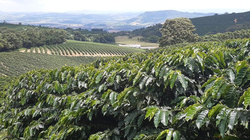 FAZENDA COM 21.75 ALQUEIRES NA REGIÃO DE SÃO GONSALO DO SAPUCAÍ, M.G - SAO GONCALO DO SAPUCAI - 