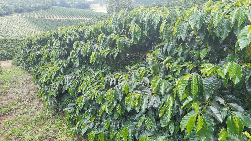 FAZENDA COM 21.75 ALQUEIRES NA REGIÃO DE SÃO GONSALO DO SAPUCAÍ, M.G - SAO GONCALO DO SAPUCAI - 