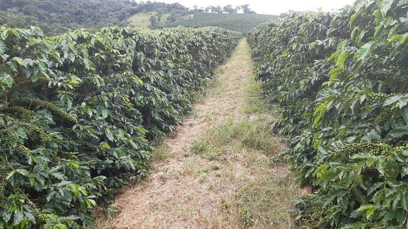 FAZENDA COM 21.75 ALQUEIRES NA REGIÃO DE SÃO GONSALO DO SAPUCAÍ, M.G - SAO GONCALO DO SAPUCAI - 