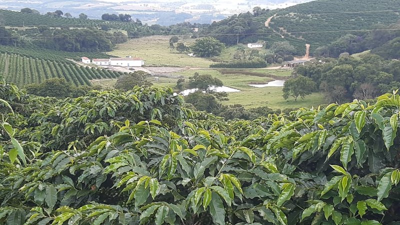 FAZENDA COM 21.75 ALQUEIRES NA REGIÃO DE SÃO GONSALO DO SAPUCAÍ, M.G - SAO GONCALO DO SAPUCAI - 