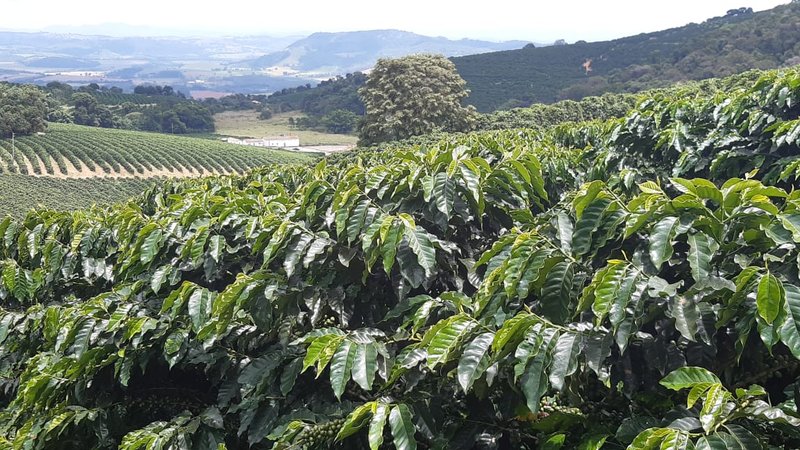 FAZENDA COM 21.75 ALQUEIRES NA REGIÃO DE SÃO GONSALO DO SAPUCAÍ, M.G - SAO GONCALO DO SAPUCAI - 