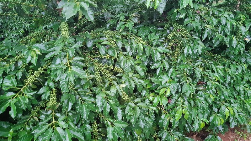 FAZENDA COM 21.75 ALQUEIRES NA REGIÃO DE SÃO GONSALO DO SAPUCAÍ, M.G - SAO GONCALO DO SAPUCAI - 