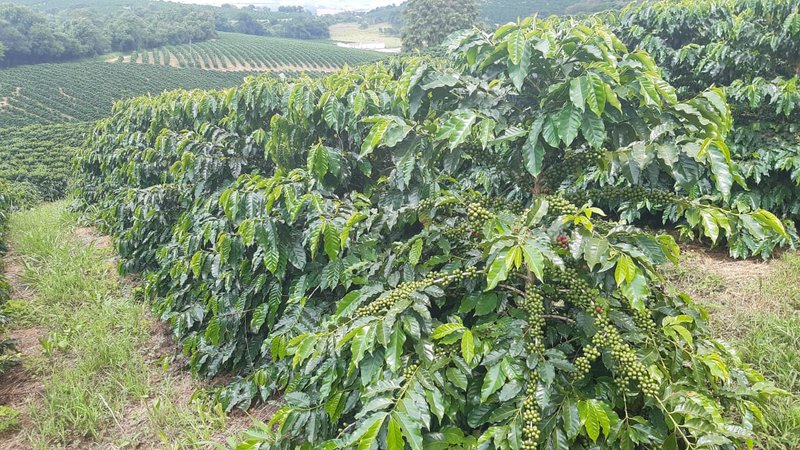 FAZENDA COM 21.75 ALQUEIRES NA REGIÃO DE SÃO GONSALO DO SAPUCAÍ, M.G - SAO GONCALO DO SAPUCAI - 