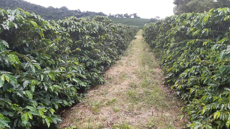 FAZENDA COM 21.75 ALQUEIRES NA REGIÃO DE SÃO GONSALO DO SAPUCAÍ, M.G - SAO GONCALO DO SAPUCAI - 