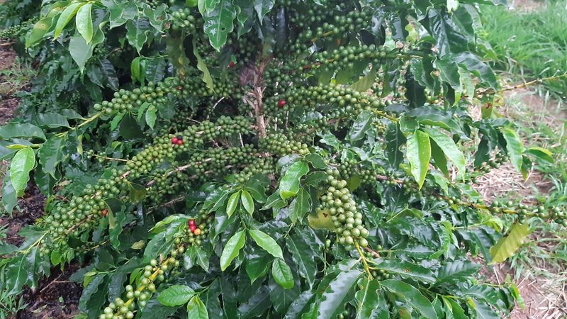 FAZENDA COM 21.75 ALQUEIRES NA REGIÃO DE SÃO GONSALO DO SAPUCAÍ, M.G - SAO GONCALO DO SAPUCAI - 
