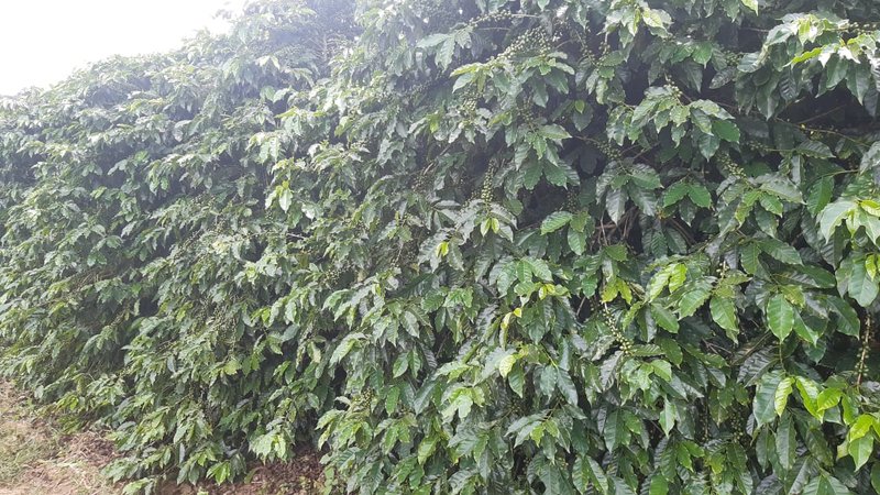 FAZENDA COM 21.75 ALQUEIRES NA REGIÃO DE SÃO GONSALO DO SAPUCAÍ, M.G - SAO GONCALO DO SAPUCAI - 