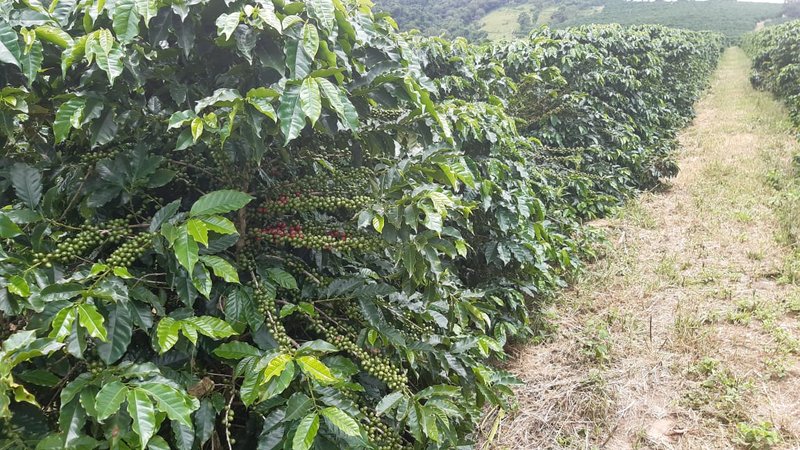 FAZENDA COM 21.75 ALQUEIRES NA REGIÃO DE SÃO GONSALO DO SAPUCAÍ, M.G - SAO GONCALO DO SAPUCAI - 