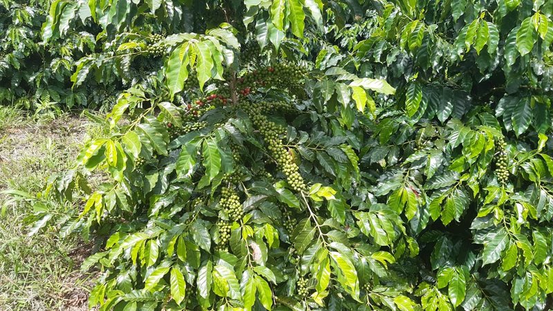 FAZENDA COM 21.75 ALQUEIRES NA REGIÃO DE SÃO GONSALO DO SAPUCAÍ, M.G - SAO GONCALO DO SAPUCAI - 