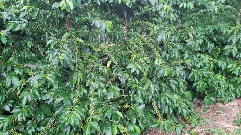 FAZENDA COM 21.75 ALQUEIRES NA REGIÃO DE SÃO GONSALO DO SAPUCAÍ, M.G - SAO GONCALO DO SAPUCAI - 