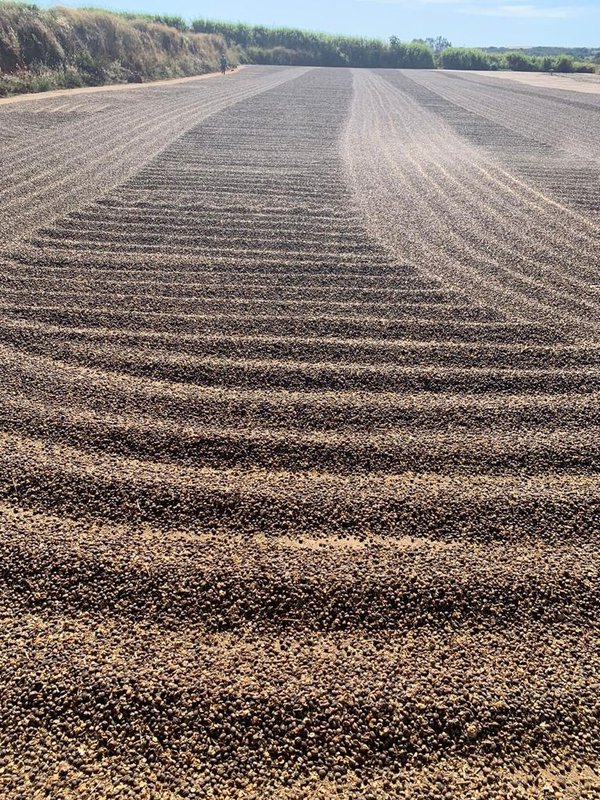 FAZENDA COM 1.000 HECTARES EM NA REGIÃO DE UNAÍ MG - Unaí - 