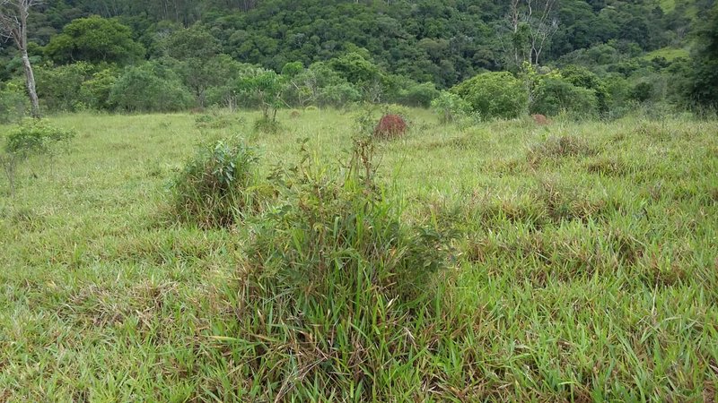 SITIO COM 14 ALQUEIRES EM JAMBEIRO SP - JAMBEIRO - 