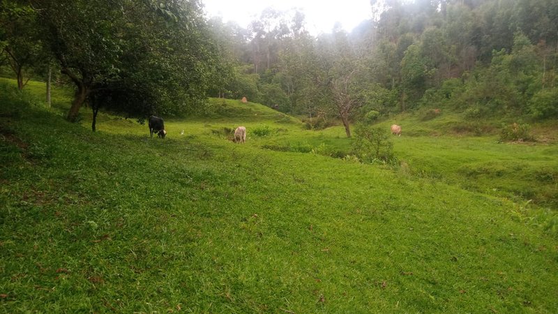 FAZENDA COM 29 ALQUEIRES EM CAÇAPAVA SP - Caçapava - 