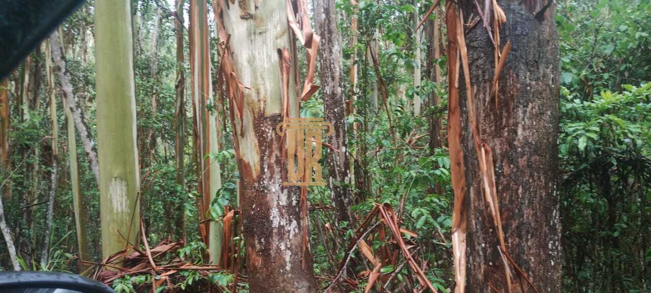 Excelente fazenda com 29 alqueires, em Ca&ccedil;apava- SP  Caçapava - 